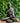 21 Inch Black Golden Antique Buddha Samadhi (Bl11) Statue